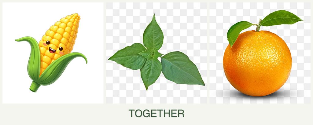 Can you plant corn, basil and oranges together?