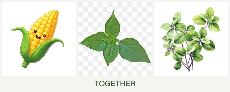 Can you plant corn, basil and oregano together?