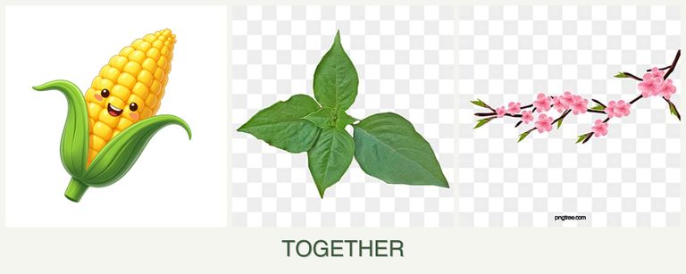 Can you plant corn, basil and peaches together?