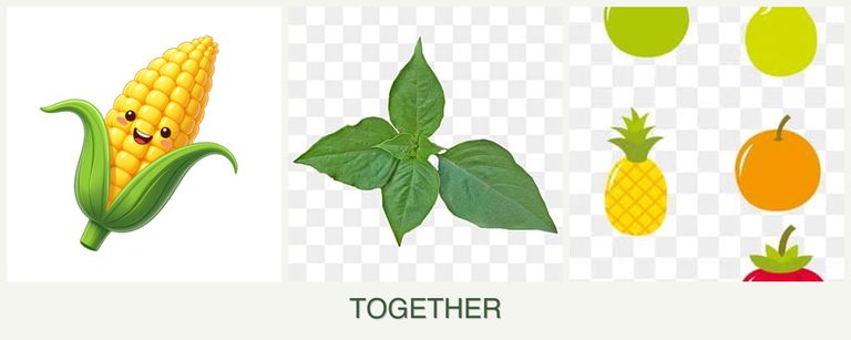 Can you plant corn, basil and pears together?