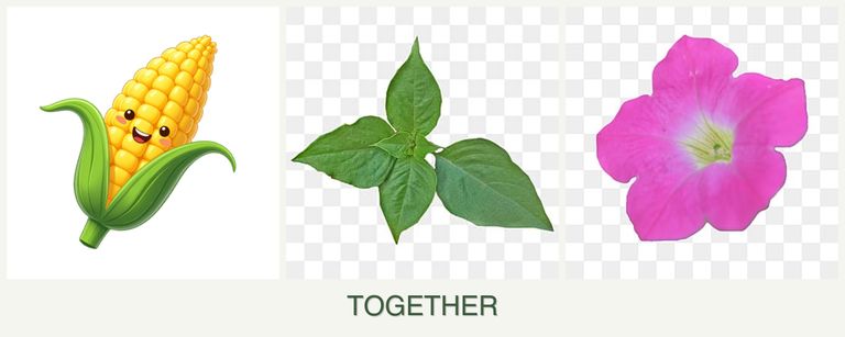 Can you plant corn, basil and petunias together?