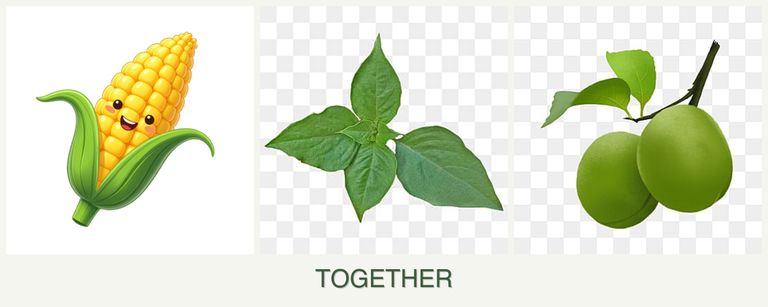 Can you plant corn, basil and plums together?