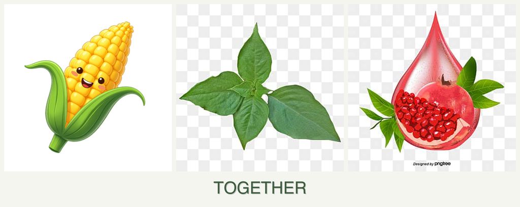 Can you plant corn, basil and pomegranates together?
