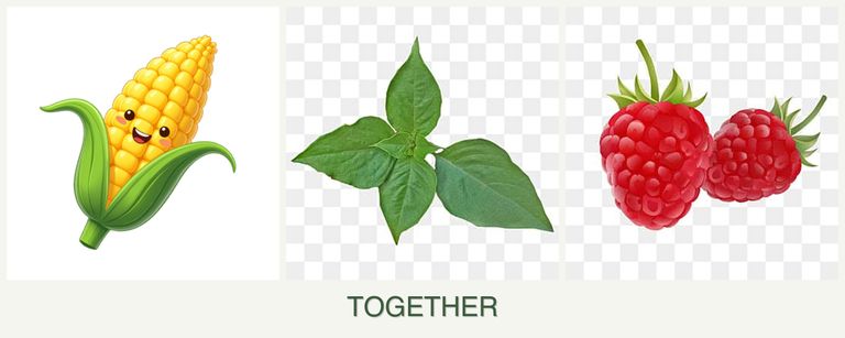 Can you plant corn, basil and raspberries together?