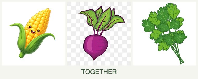 Can you plant corn, beets and cilantro together?