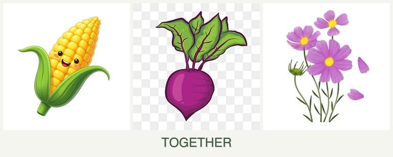 Can you plant corn, beets and cosmos together?