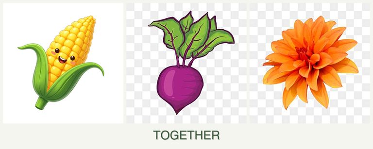 Can you plant corn, beets and dahlias together?