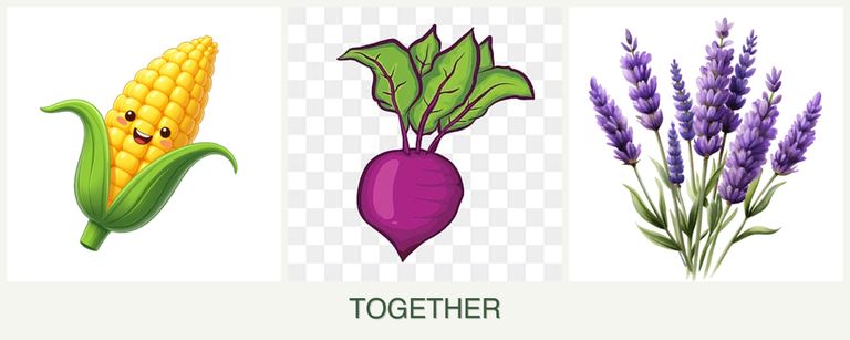 Can you plant corn, beets and lavender together?
