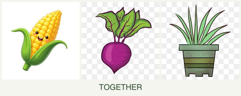Can you plant corn, beets and lemongrass together?