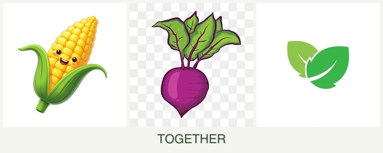 Can you plant corn, beets and mint together?