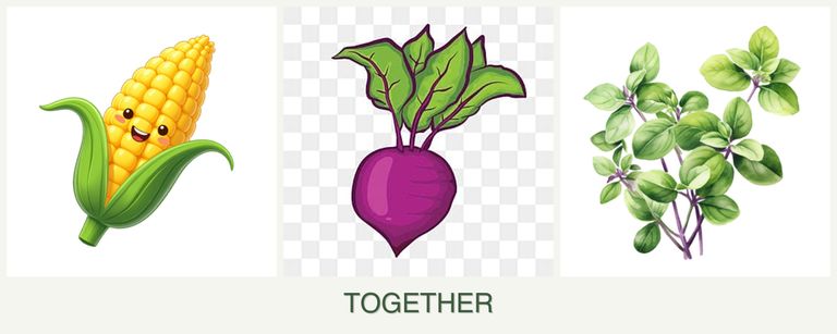 Can you plant corn, beets and oregano together?