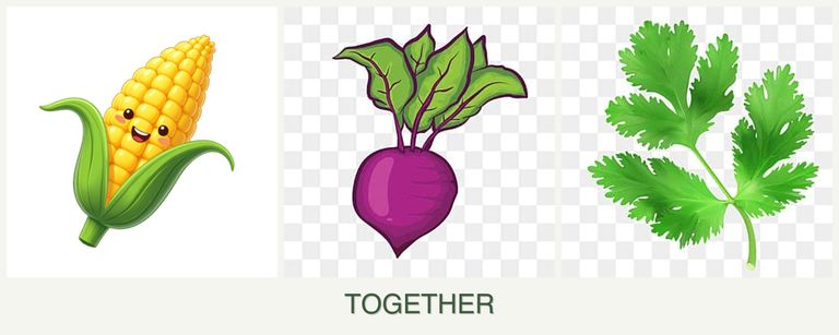 Can you plant corn, beets and parsley together?