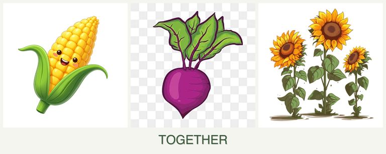 Can you plant corn, beets and sunflowers together?