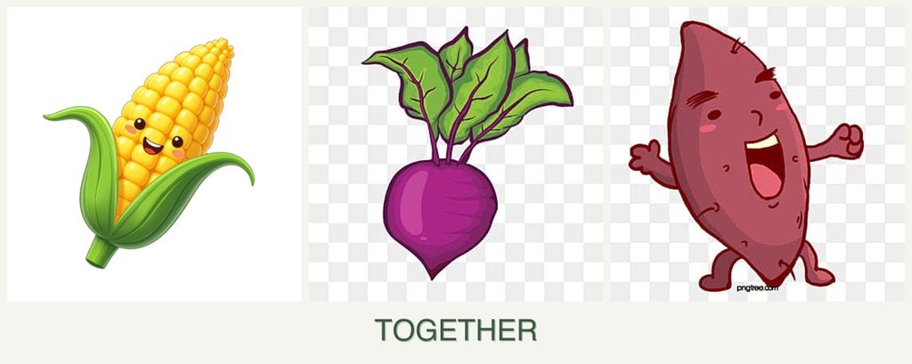 Can you plant corn, beets and sweet potatoes together?