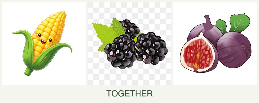 Can you plant corn, blackberries and figs together?