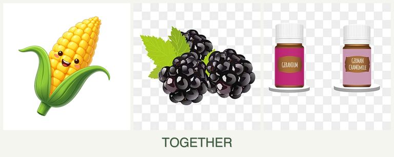 Can you plant corn, blackberries and geraniums together?