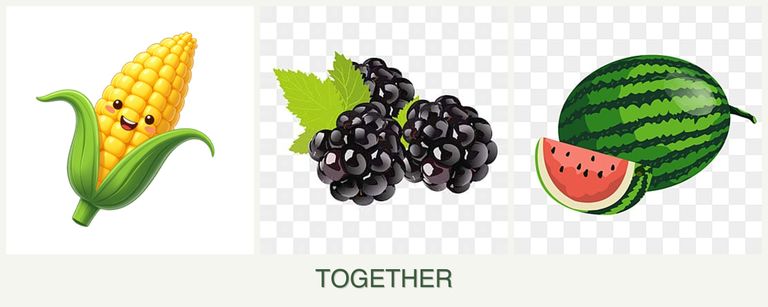 Can you plant corn, blackberries and melons together?