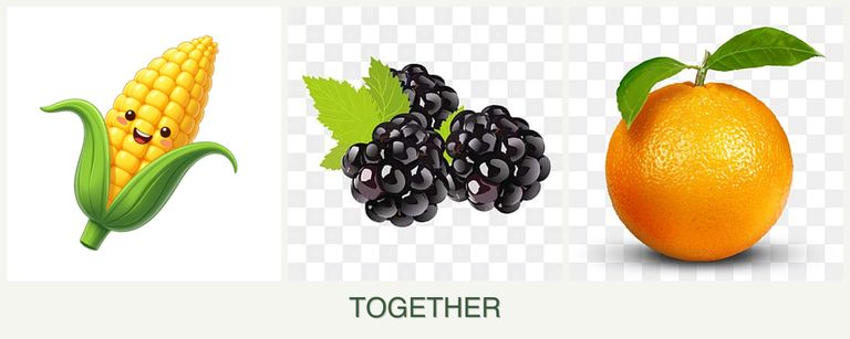 Can you plant corn, blackberries and oranges together?