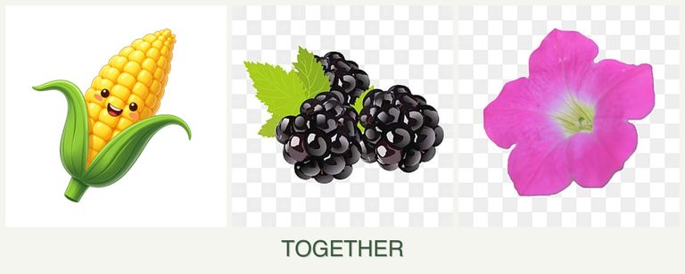 Can you plant corn, blackberries and petunias together?