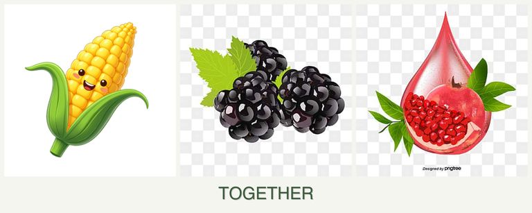 Can you plant corn, blackberries and pomegranates together?