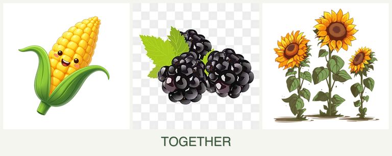 Can you plant corn, blackberries and sunflowers together?