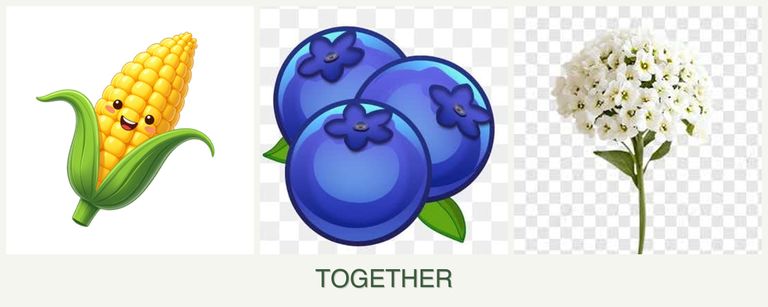 Can you plant corn, blueberries and alyssum together?