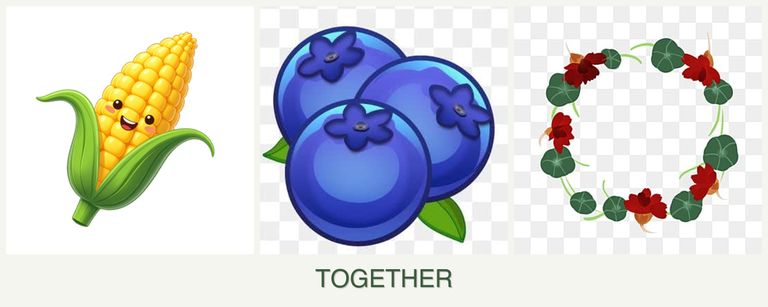 Can you plant corn, blueberries and nasturtiums together?