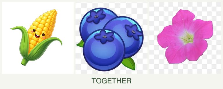 Can you plant corn, blueberries and petunias together?