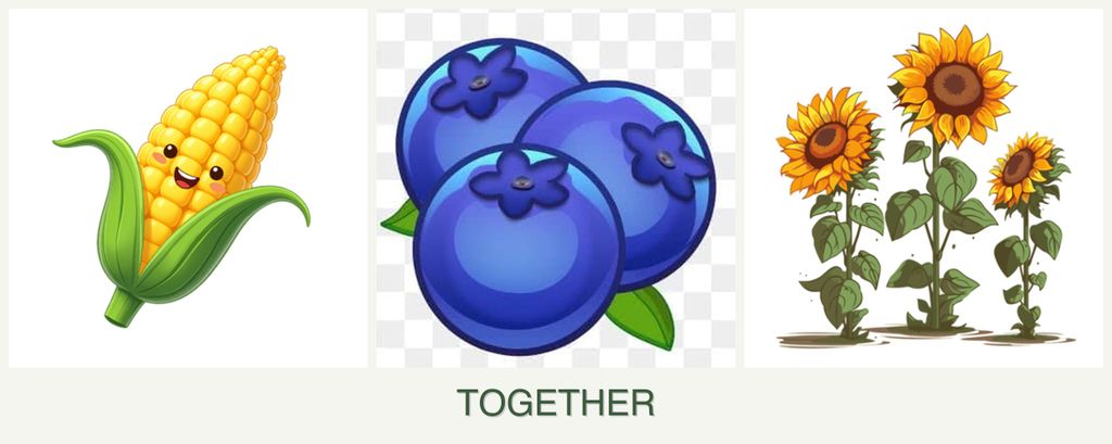 Can you plant corn, blueberries and sunflowers together?