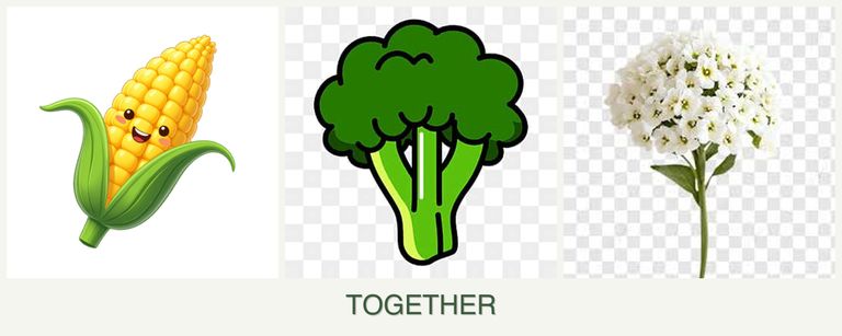 Can you plant corn, broccoli and alyssum together?