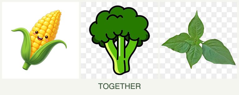 Can you plant corn, broccoli and basil together?
