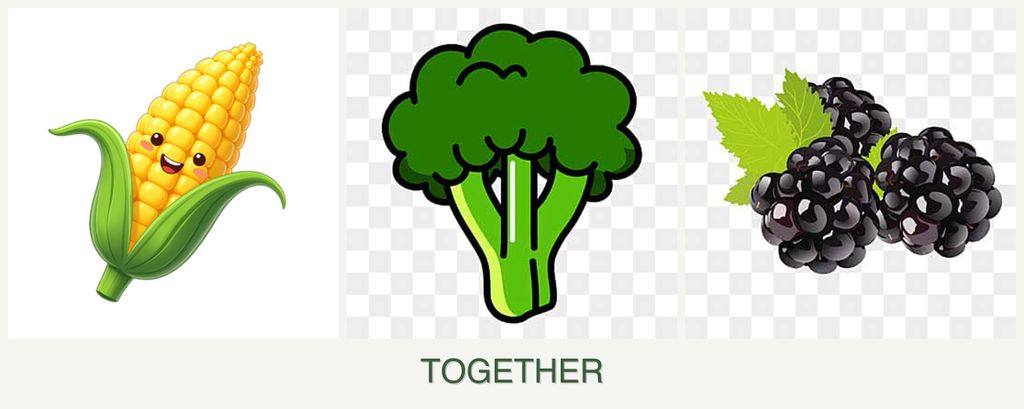 Can you plant corn, broccoli and blackberries together?