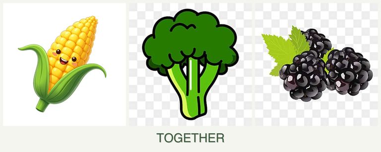 Can you plant corn, broccoli and blackberries together?