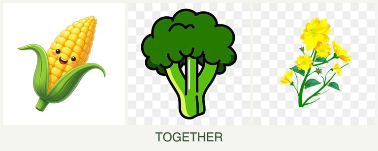 Can you plant corn, broccoli and calendula together?