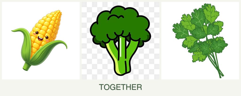 Can you plant corn, broccoli and cilantro together?