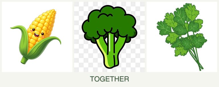 Can you plant corn, broccoli and cilantro together?