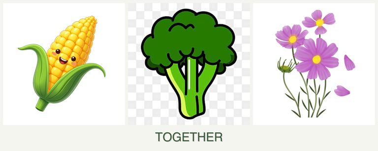 Can you plant corn, broccoli and cosmos together?
