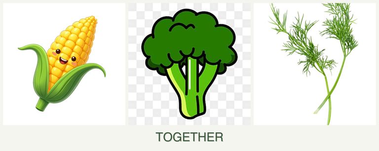 Can you plant corn, broccoli and dill together?