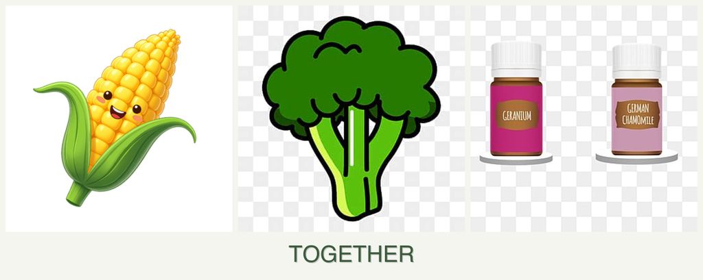 Can you plant corn, broccoli and geraniums together?
