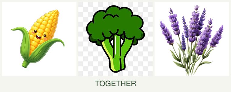 Can you plant corn, broccoli and lavender together?