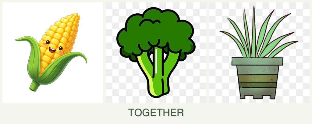 Can you plant corn, broccoli and lemongrass together?