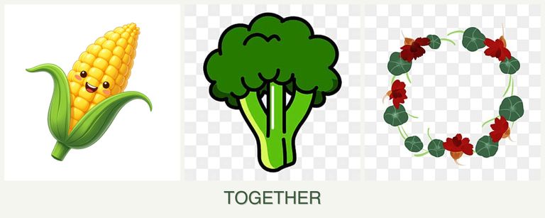 Can you plant corn, broccoli and nasturtiums together?