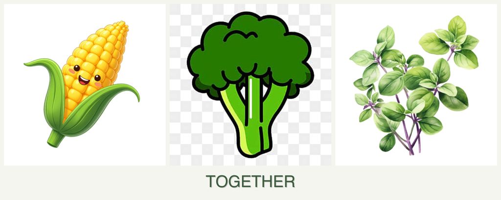 Can you plant corn, broccoli and oregano together?
