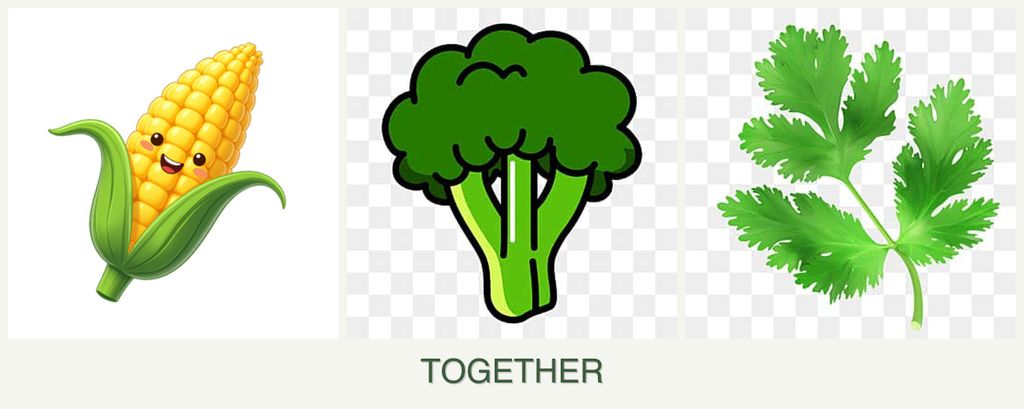 Can you plant corn, broccoli and parsley together?