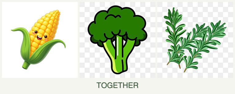 Can you plant corn, broccoli and rosemary together?