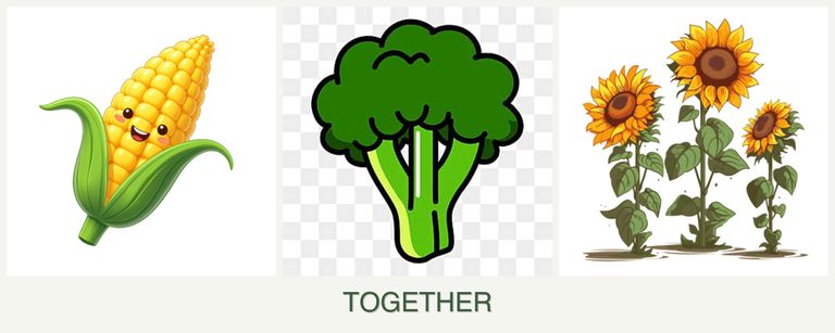 Can you plant corn, broccoli and sunflowers together?