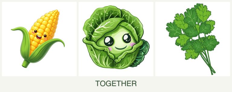 Can you plant corn, cabbage and cilantro together?
