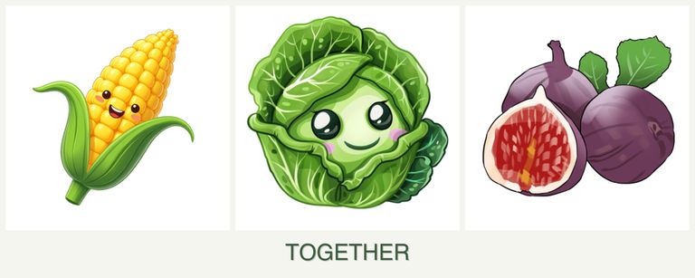 Can you plant corn, cabbage and figs together?