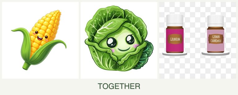 Can you plant corn, cabbage and geraniums together?