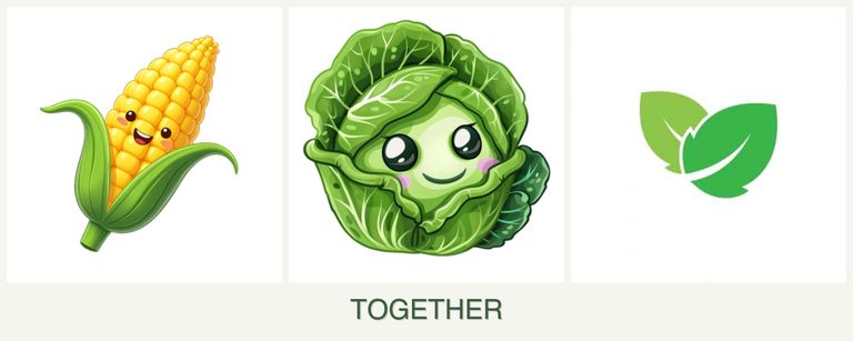 Can you plant corn, cabbage and mint together?
